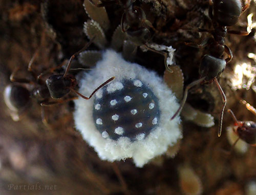 ヒイラギオオワタムシ幹母