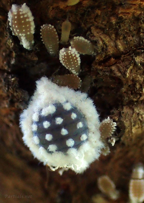 ヒイラギオオワタムシ幹母