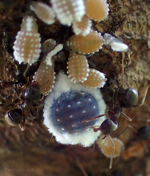 ヒイラギオオワタムシ幹母