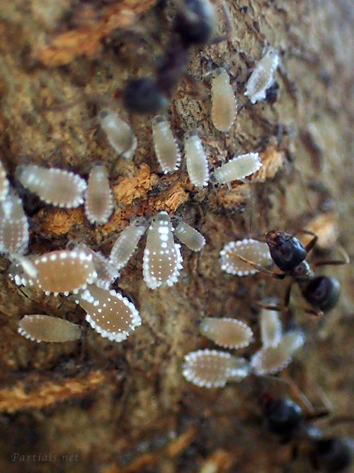 ヒイラギオオワタムシ幹母