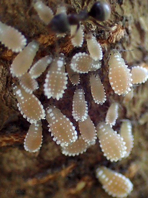 ヒイラギオオワタムシ幹母