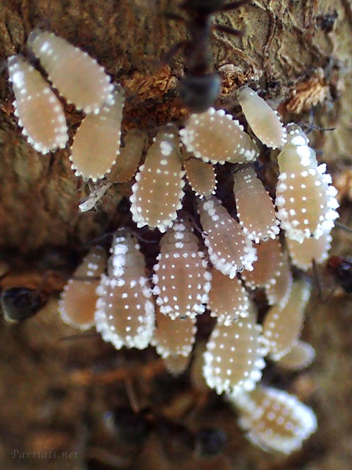 ヒイラギオオワタムシ幹母