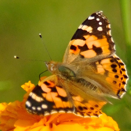 ヒメアカタテハ羽を開く