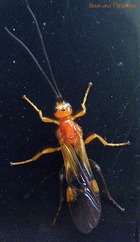 オレンジ色のヒメバチの一種