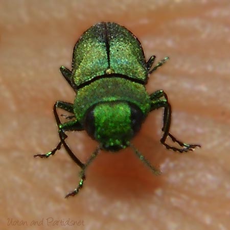 ヒメヒラタタマムシ