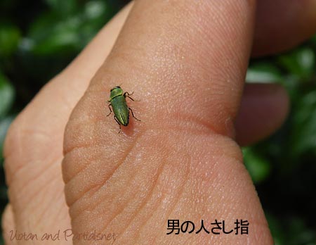 ヒメヒラタタマムシ