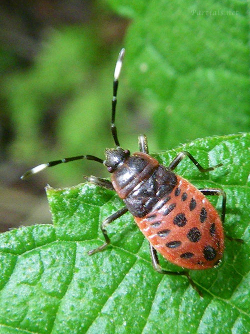 ヒメホシカメムシ