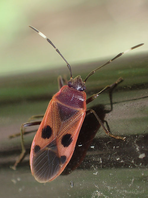 ヒメホシカメムシ