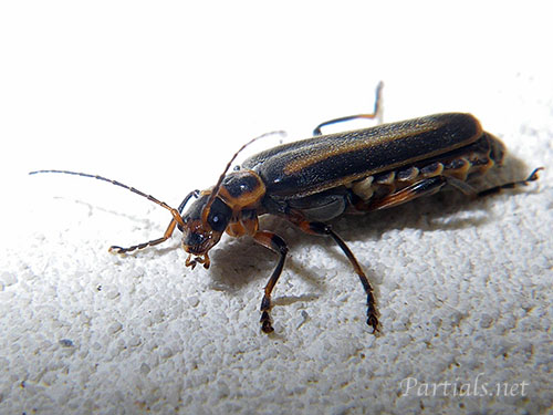 ヒメジョウカイ