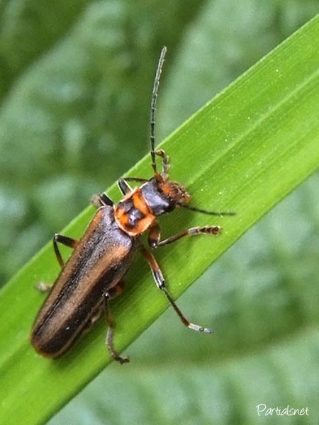 ヒメジョウカイ