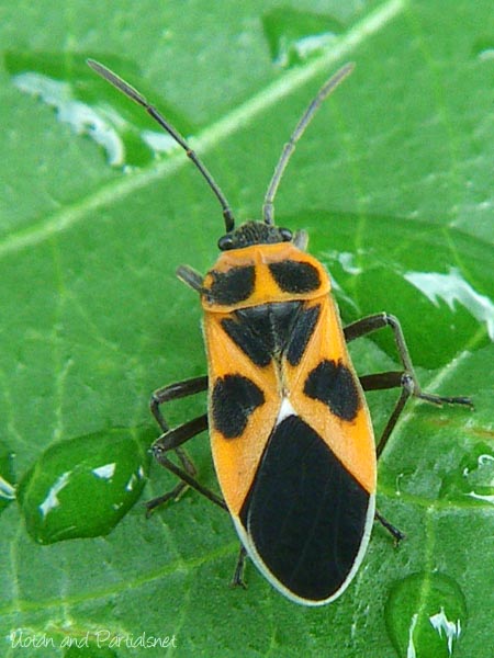 ヒメジュウジナガカメムシ