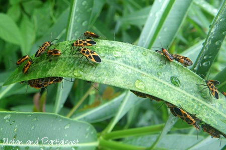 ヒメジュウジナガカメムシ