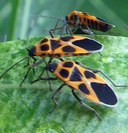 ヒメジュウジナガカメムシ