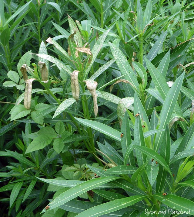 ヒメジュウジナガカメムシ