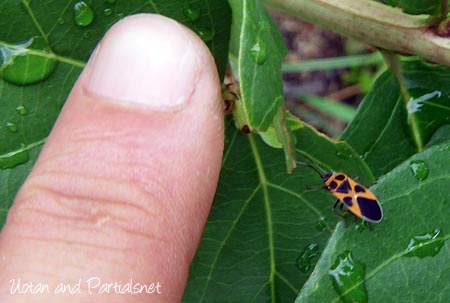 ヒメジュウジナガカメムシ