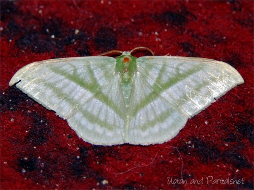 ヒメカギバアオシャク