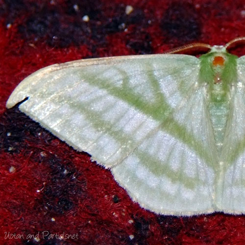 ヒメカギバアオシャク