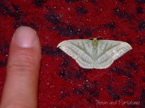 ヒメカギバアオシャク