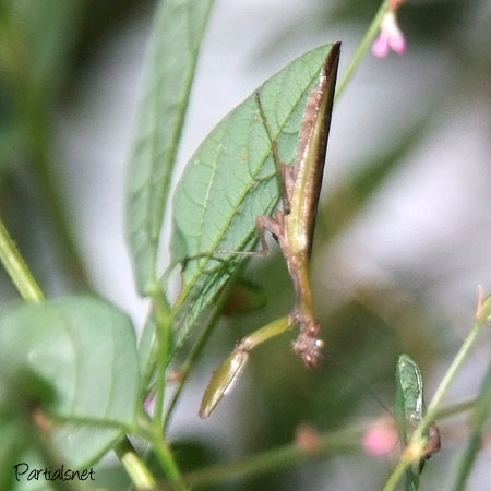 ヒメカマキリ