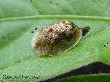 ヒメカメノコハムシ