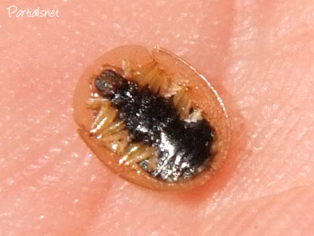 ヒメカメノコハムシ