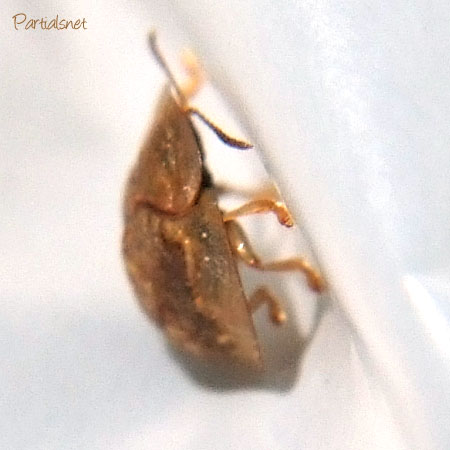 ヒメカメノコハムシ