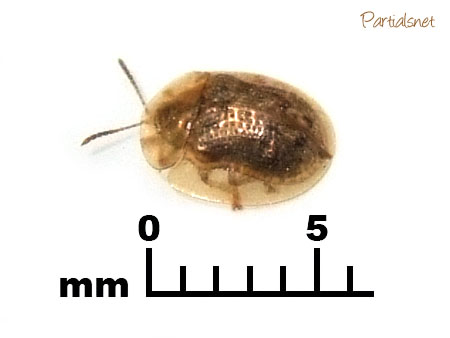 ヒメカメノコハムシ