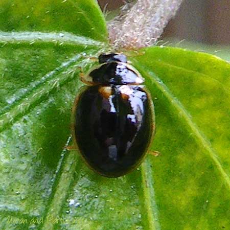 ヒメカメノコテントウ黒色型