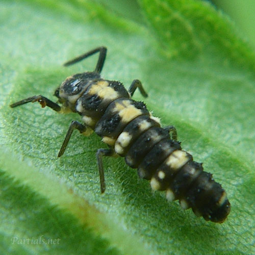ヒメカメノコテントウの中齢幼虫