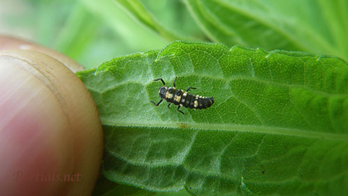 ヒメカメノコテントウの大きさ