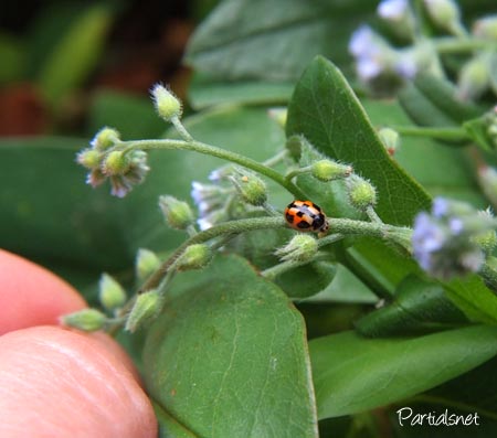 ヒメカメノコテントウ