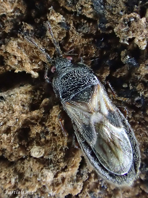 ヒメコバネナガカメムシ