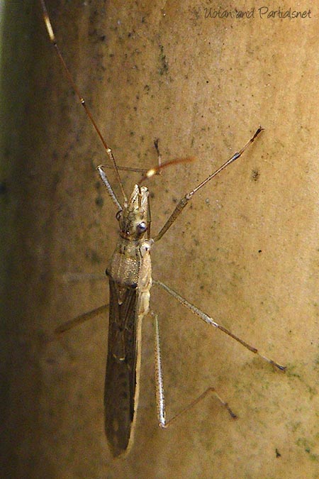 ヒメクモヘリカメムシ