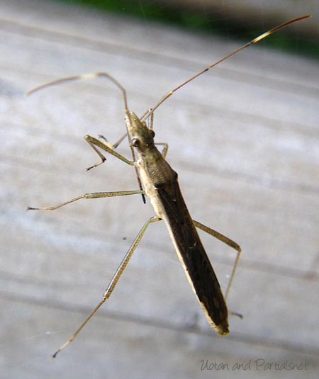 ヒメクモヘリカメムシ