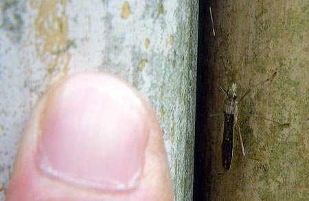 ヒメクモヘリカメムシ