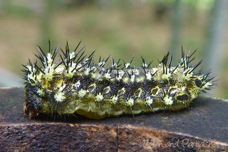 ヒメクロイラガの幼虫