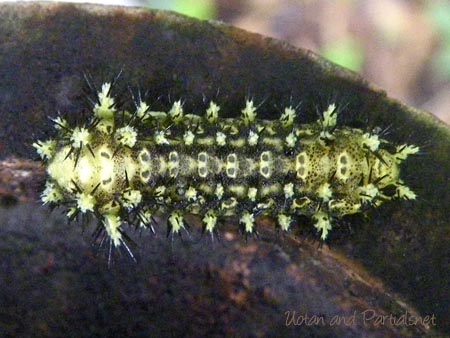 ヒメクロイラガの幼虫