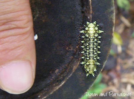 ヒメクロイラガの幼虫