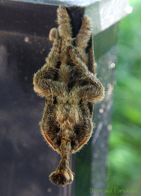 ヒメクロイラガ