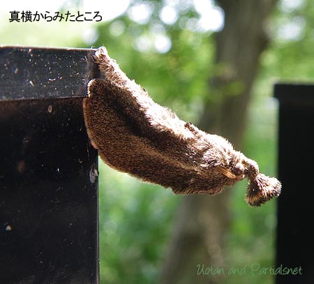 ヒメクロイラガ