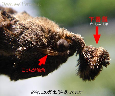 ヒメクロイラガ