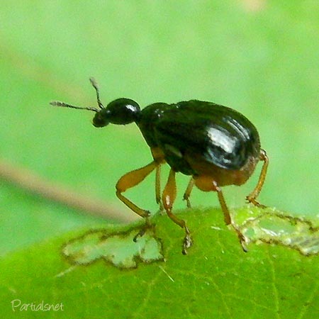 ヒメクロオトシブミ