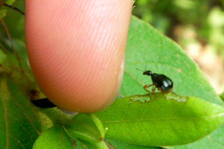 ヒメクロオトシブミ