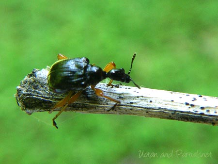ヒメクロオトシブミ