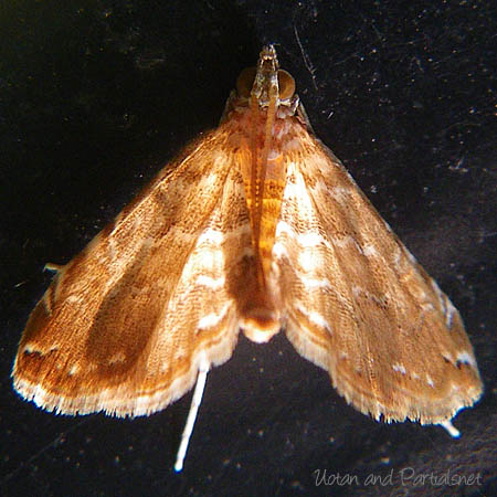 ヒメマダラミズメイガ