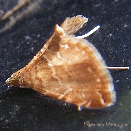 ヒメマダラミズメイガ