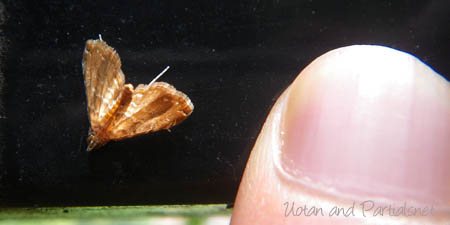 ヒメマダラミズメイガ