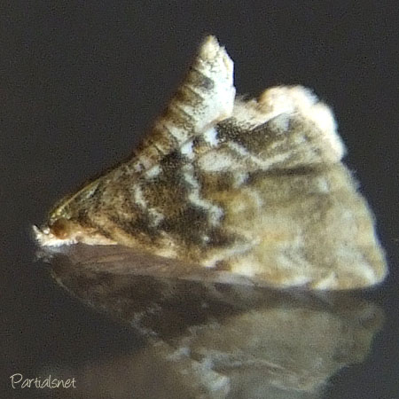 ヒメマダラミズメイガ