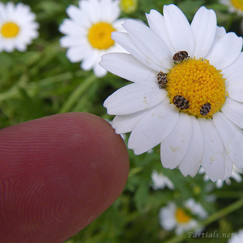 ヒメマルカツオブシムシ