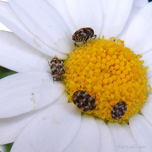 ヒメマルカツオブシムシ